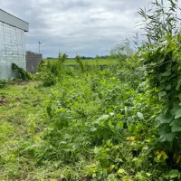 زمینی کلنگی، ۲۰۱ متر مربع|فروش زمین و ملک کلنگی|کیاشهر, |دیوار