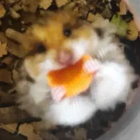 همستر دستی حیوان خانگی بامزه