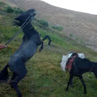 اسب جوان ۴ ساله مادیان تندرو به شرط|اسب و تجهیزات اسبسواری|تبریز, |دیوار