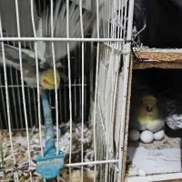 عروس هلندی با تخم و جوجه