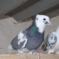 چند جفت کفتر مایه