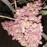 باغ پسته بارده|فروش زمین و ملک کلنگی|بوئین زهرا, |دیوار