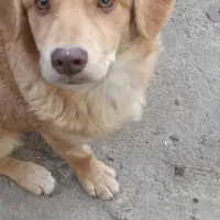 واگذاری پاکوتاه نر