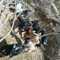 ده تا کهره نر