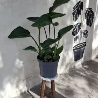 فروش گل و گیاه با بهترین کیفیت و قیمت مناسب