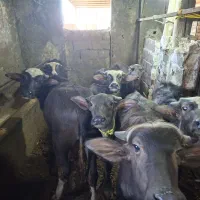 فروش گاو میش