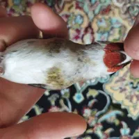 سهره نشون‌دار