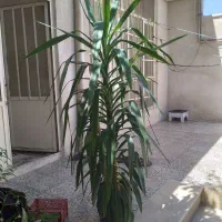 گل های زیبا وسرحال