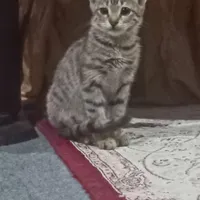 واگذاری گربه