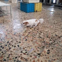 سگ واگذاری|سگ|نسیم‌شهر, |دیوار