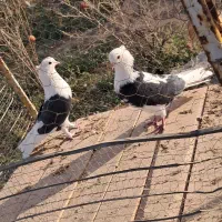 یک جفت نرماده کت به کت