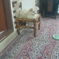 سگ پامر اشپیتز|سگ|اردبیل, |دیوار