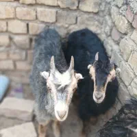 بزغاله زیبا وشیطون
