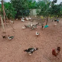 ۳۰ عدد اردک اسراییلی