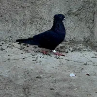 چند عدد کفتر عروسک|پرنده|بم, |دیوار