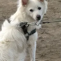 سگ پا کوتاه|سگ|لاهیجان, بازکیاگوراب|دیوار