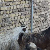 دو راس بز چاق|حیوانات مزرعه|محمدیه-قزوین, |دیوار