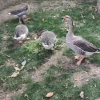 غاز محلی نر و ماده|حیوانات مزرعه|هشتگرد, خور|دیوار