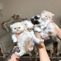 بریتیش گلدن وایت|گربه|چهاردانگه (تهران), |دیوار