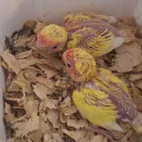 کوتوله برزیلی سرلاکی