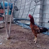 خروس لاری نسلدار