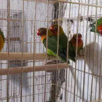 طوطی برزیلی|پرنده|دزفول, |دیوار