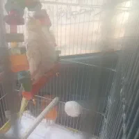 عروس هلندی ۸ ماهه