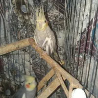 عروس هلندی ماده|پرنده|گرگان, |دیوار