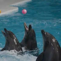 تورهای تفریحی کیش و قشم با وام سفر