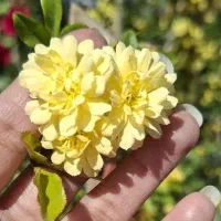 آبشار طلایی