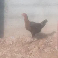 مرغ|حیوانات مزرعه|مشهد, خواجه ربیع|دیوار