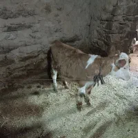 گوساله‌ماده‌سیمینتال‌کول‌شاخ‌مادرزاد