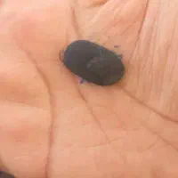 فروش سنگ|بدلیجات|بندر امام خمینی, |دیوار