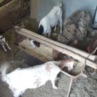 بز و بزغاله