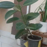 فیکوس الاستیکا (درخت کائوچو)|گل و گیاه طبیعی|تهران, سازمان برنامه جنوبی|دیوار