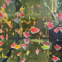 ماهی آکواریوم