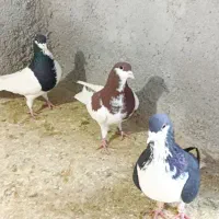 کبوتر سیاه پوش