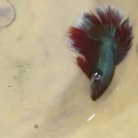 ماهی فایتر نر و ماده مولد تعداد|ماهی|مشهد, دریادل|دیوار