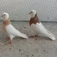 طوقی زرد مهر