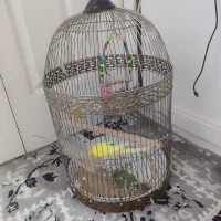 مرغ عشق باقفس|پرنده|ابهر, |دیوار