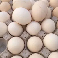 تخم مرغ بومی خیلی درشت 20000