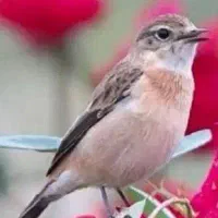 راهنمایی درمورد عفونت ریه