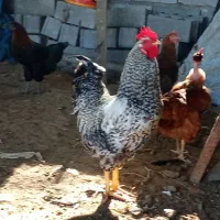 خروس جوان امروک