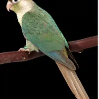 طوطی گرینچیک گمشده