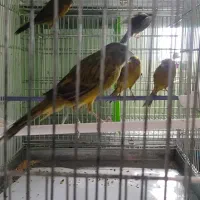 سبز چمنی|پرنده|شیراز, شهرک گلدشت حافظ‎|دیوار