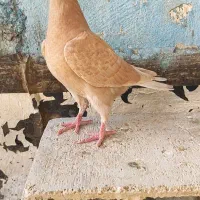 جوجه نر زرد پلاکی|پرنده|اهواز, بهارستان|دیوار