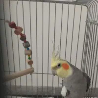 عروس هلندی مولد