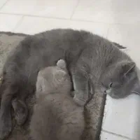 اسکاتیش آنفولد ماده بالغ ۲ونیم ساله عقیم نشده|گربه|مشهد, کوثر|دیوار