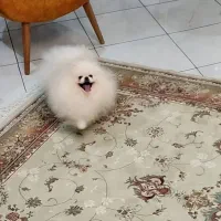 سگ پامرانین