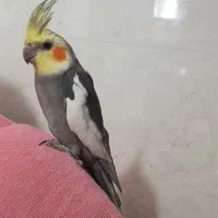 سینامون اهلی